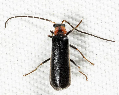 Rhagonycha excavata