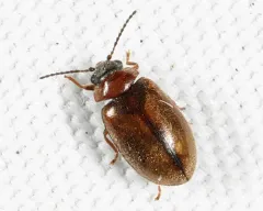 Brown Marsh Beetle thumbnail 2