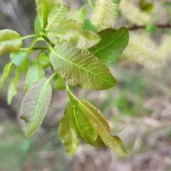 Balsam Willow thumbnail 4