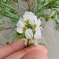 Indian Milkvetch thumbnail 3