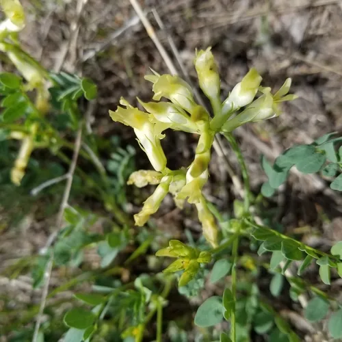 Beckwith's Milkvetch