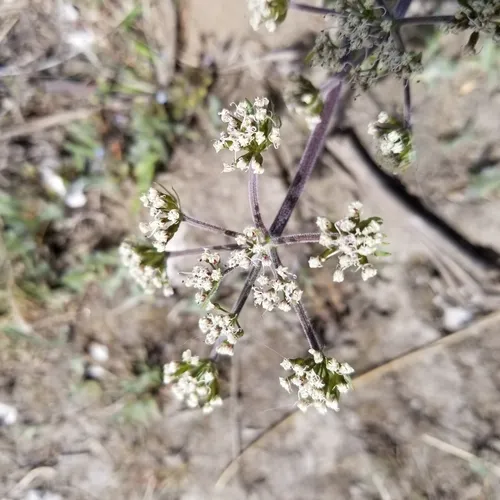 bigseed biscuitroot