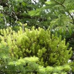 fir broom rust thumbnail 4
