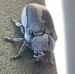 Lord Leaf Beetle thumbnail 4