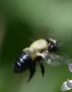 Megachile mucida thumbnail 4