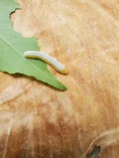 Brownheaded Ash Sawfly thumbnail 3