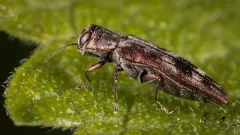 Common Hackberry Agrilus thumbnail 3