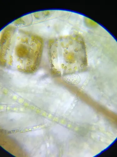 Cinetochilum margaritaceum