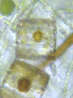 Pleurosira laevis thumbnail 3
