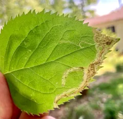 Phytomyza solidaginophaga thumbnail 3