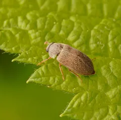 Raspberry Fruitworm Beetle thumbnail 2