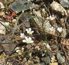 Douglas' stitchwort thumbnail 3