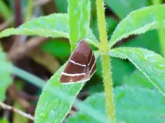 Four-lined Chocolate Moth thumbnail 3