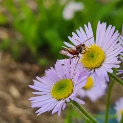 Spotted Nomad Bee thumbnail 2