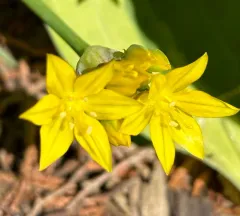 Yellow onion thumbnail 3