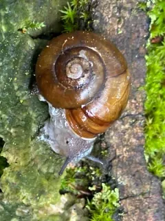 Copper Button Snail thumbnail 2