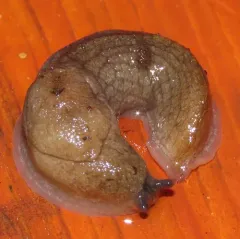 Greenhouse Slug thumbnail 4