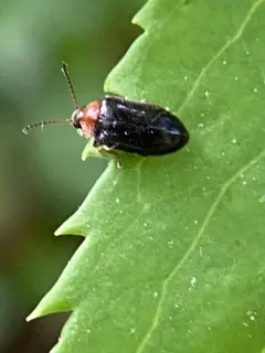 Nyholmia collaris thumbnail 4