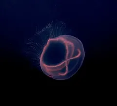 Whitecross Jelly thumbnail 3