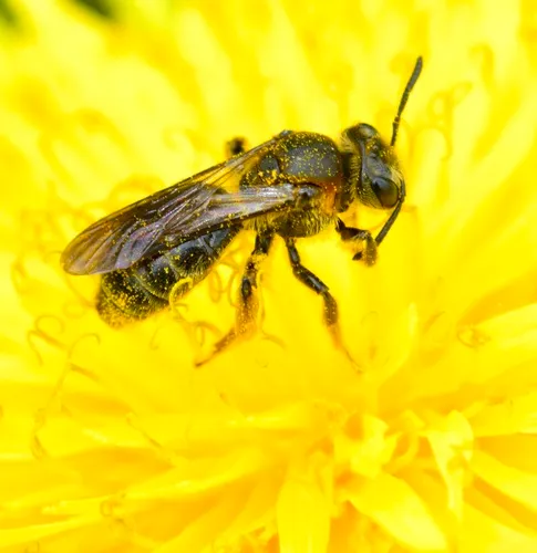 Allegheny Mining Bee