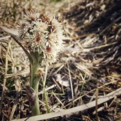Arctic Butterbur thumbnail 5