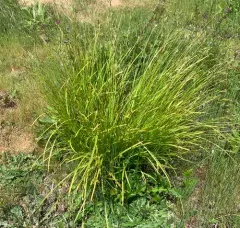 slender-footed sedge thumbnail 2