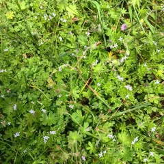 Field madder thumbnail 3