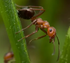 Eastern Mound Ant thumbnail 3