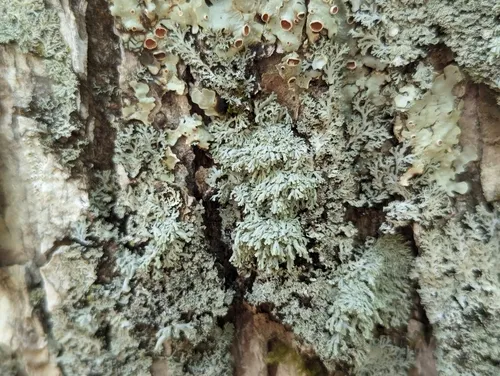 Scaly Fringe Lichen