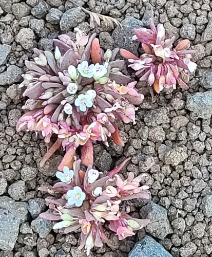 Brandegee's Springbeauty