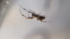 Octonoba sinensis thumbnail 2