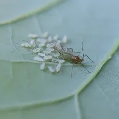 tuliptree aphid thumbnail 2