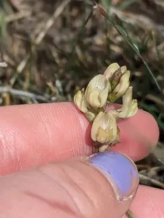 Arcane Milkvetch thumbnail 3