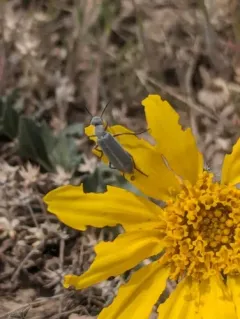 Epicauta pruinosa thumbnail 3