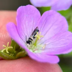 Mock-orange Scissor Bee thumbnail 1