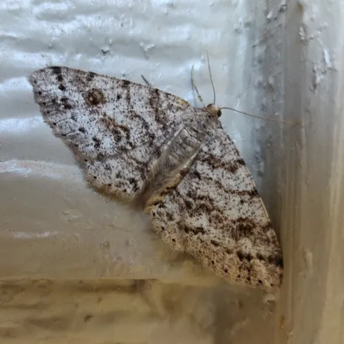 Western Carpet