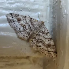 Western Carpet thumbnail 1