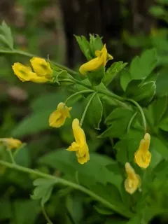 Yellow Corydalis thumbnail 3