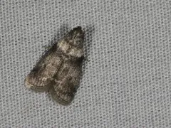 Sciota subfuscella thumbnail 1