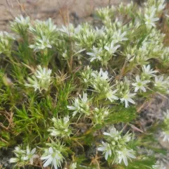 Franklin's Sandwort thumbnail 2