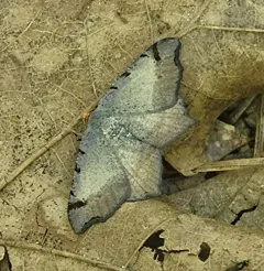 Bicolored Angle thumbnail 3