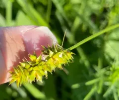 Muhlenberg's Sedge thumbnail 4
