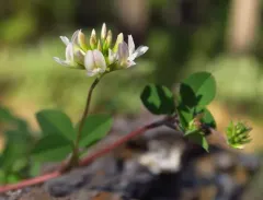 Brewer's Clover thumbnail 3