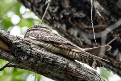 Lesser Nighthawk thumbnail 4