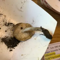 Melanoleuca angelesiana thumbnail 3