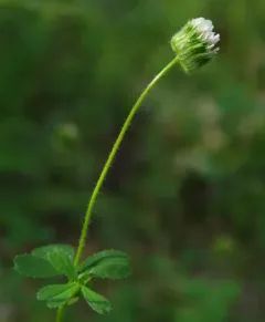 thimble clover thumbnail 3