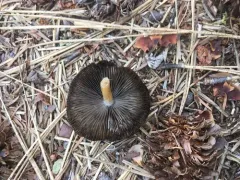 Psathyrella abieticola thumbnail 4