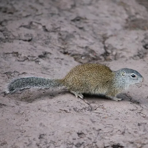 Franklin's Ground Squirrel