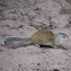 Franklin's Ground Squirrel thumbnail 1