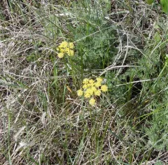 Carrotleaf Desert-parsley thumbnail 2